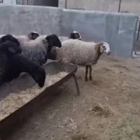 فروش تک و تعداد|حیوانات مزرعه|تهران, مختاری|دیوار
