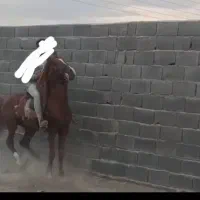 اسب تولیدی از سهیل حیدر