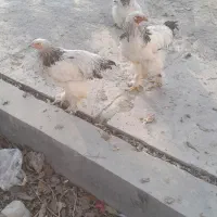 خروس برهما و نیمچه مرغ