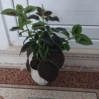 تعدادی گل|گل و گیاه طبیعی|اسلام‌‌آباد غرب, |دیوار