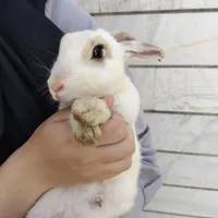 خرگوش