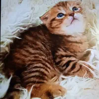 گربه های اصیل ونژاد دار|گربه|بندر کنگان, |دیوار