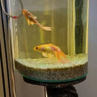 گلدفیش|ماهی|گرگان, |دیوار