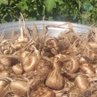 پیاز زعفران درجه یک