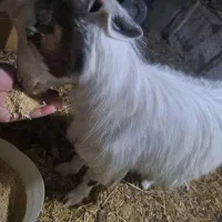 بز شکم دار و بزغاله