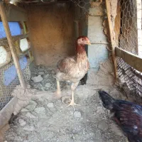 یک عدد جوجه لاری سالم