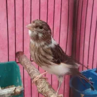 قناری|پرنده|اهواز, کمپلو شمالی|دیوار