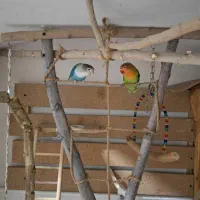 پرنده میخوام