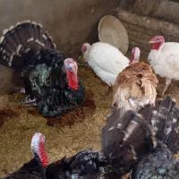 ۱۱تا بوقلمون ۶تا نر ۵تا ماده|حیوانات مزرعه|مشهد, تبادکان|دیوار