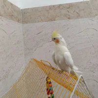 فرش عروس هلندی