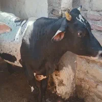 ۲دوتا گوساله نر
