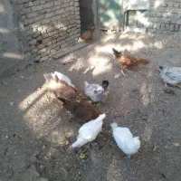 مرغ.سالم.سرحال.فروشی.|حیوانات مزرعه|کوهسار (البرز), |دیوار