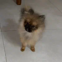 پامر ۷ ماهه|سگ|کرج, شهرک آسمان|دیوار