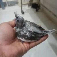 جوجه عروس سرلاکی