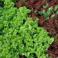 کاهو برگ ( فرانسوی )