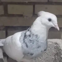 پرنده رنگی و لوت