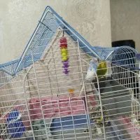 پرنده مرغ عشق