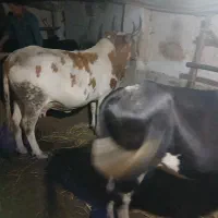 گاو چالوسی اصل گاو شکم دار لیشه ورزا