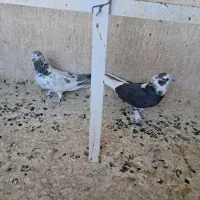 دوتا ماده گردن کلفت به شرط نطفه جنس،تخفیف داره