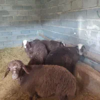 میش بره|حیوانات مزرعه|گلپایگان, |دیوار