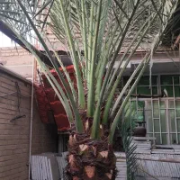 نخل برخی|گل و گیاه طبیعی|اهواز, بهارستان|دیوار