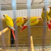 ردچیک سانچیک دوجفت