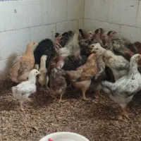 جوجه مرغ و خروس