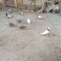 گرگر|پرنده|شادگان, |دیوار