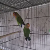 طوطی برزیلی مولد قیمت مناسب|پرنده|سرپل ذهاب, |دیوار