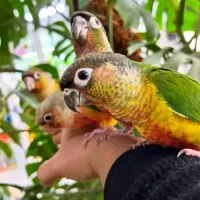 پرنده طوطیسان گیرینچیک کوکاتیل طوطی برزیلی مرغ عشق