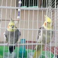 عروس هلندی جفت