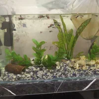 آکواریم با تمام تجهیزات اکوسیستم فعال