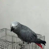 کاسکوی دم قرمز|پرنده|رشت, کوی قدس|دیوار