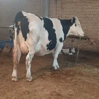 دوعددگاوشیری درشادگان