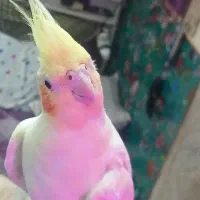 1جفت عروس دستی،معاوضه