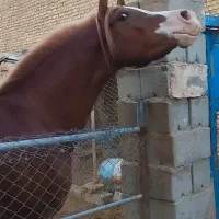 کره نریان دوسال و نیمه