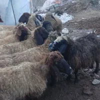 گوسفند اصل کوردی|حیوانات مزرعه|سیلوانه, |دیوار