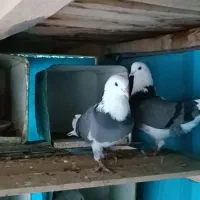 کبوتر شازده..سبز