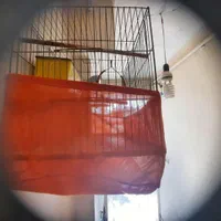 مرغ وعشق|پرنده|قزوین, |دیوار