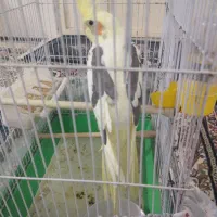 جوجه دوکت|پرنده|سبزوار, باهنر|دیوار