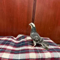 دوتا کفتر ذات دار