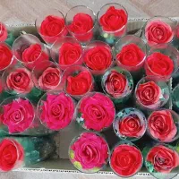 گل شیشه ای( ویژه روز مادر)|گل مصنوعی|قزوین, |دیوار