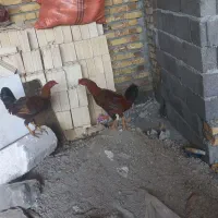خروس