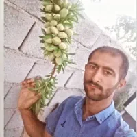 نهال دوساله مراغه|خدمات باغبانی و درختکاری|مراغه, |دیوار