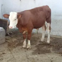 فروش انواع گوساله با نژاد بالا