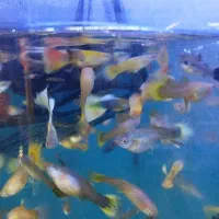 ماهی گپی گوپی گلدن