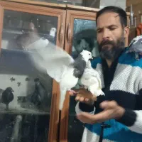 طوقی دستی دنبال موتور ماشین میاد|پرنده|شیراز, زرهی|دیوار