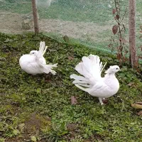 کبوتر دم طاووسی جفت