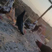 کفتر  پشت دری کشتنی   ۳جفت|پرنده|آران و بیدگل, |دیوار