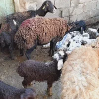 گوسفند برداره و آبستن